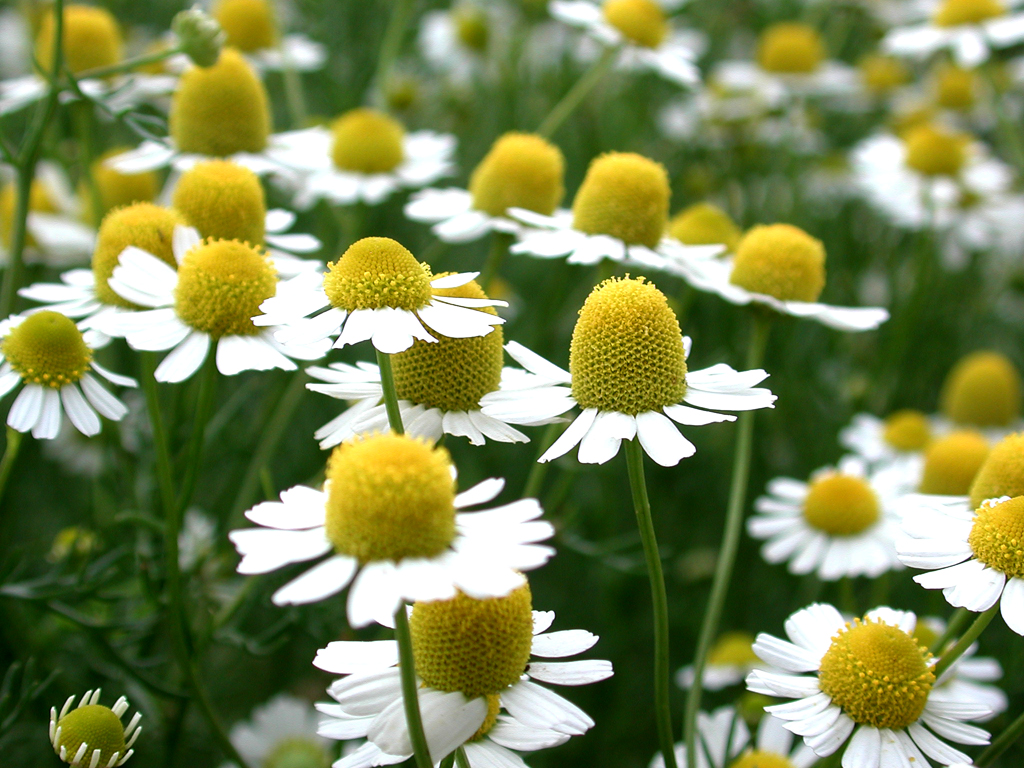 カモミール は女性の強い味方 ハーバリストコラム