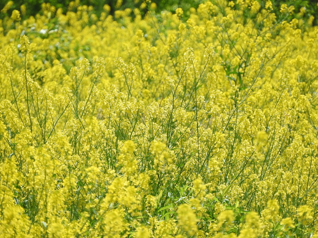 栄養レシピ 春の味を満喫 菜の花の天ぷら